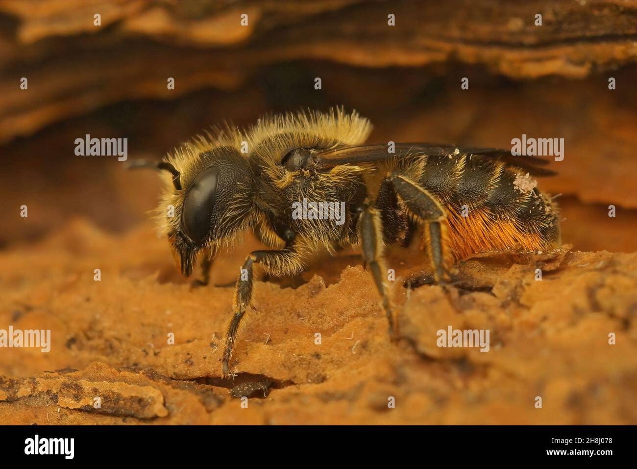 Nahaufnahme einer Orange belüfteten Maurerbiene, Osmia leaiana, sitzend Stockfoto