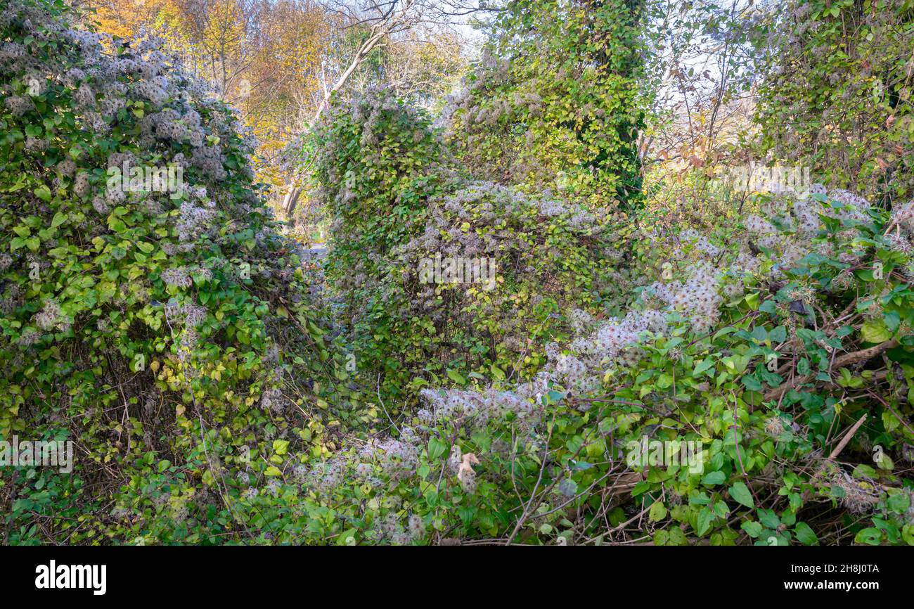 Flusen von Clematis-Samen wachsen auf Büschen. Wilde Clematis-Reben in einem Park. Stockfoto