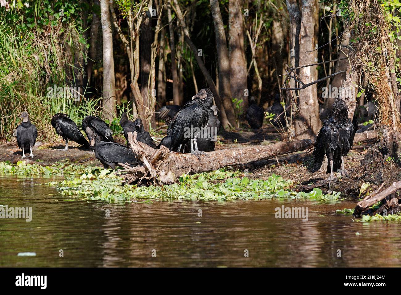 Geier, zahlreich, neben Wasser, Wildtiere, große dunkle Vögel, Caragyps atratus, Greifvögel, Natur, Blue Spring State Park; Florida; Orange City; FL Stockfoto