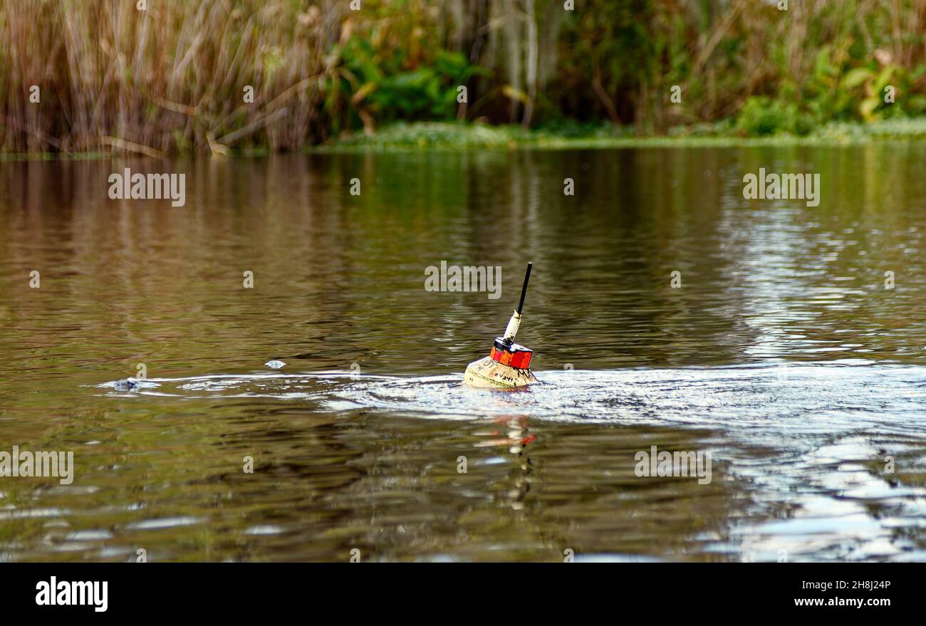 West-indische Seekühe Tracking-Gerät, bewegen sich auf dem Wasser, Technologie, Tierwelt, Sammeln von Informationen, Wissenschaft, Trichechus manatus; Blue Spring St Stockfoto