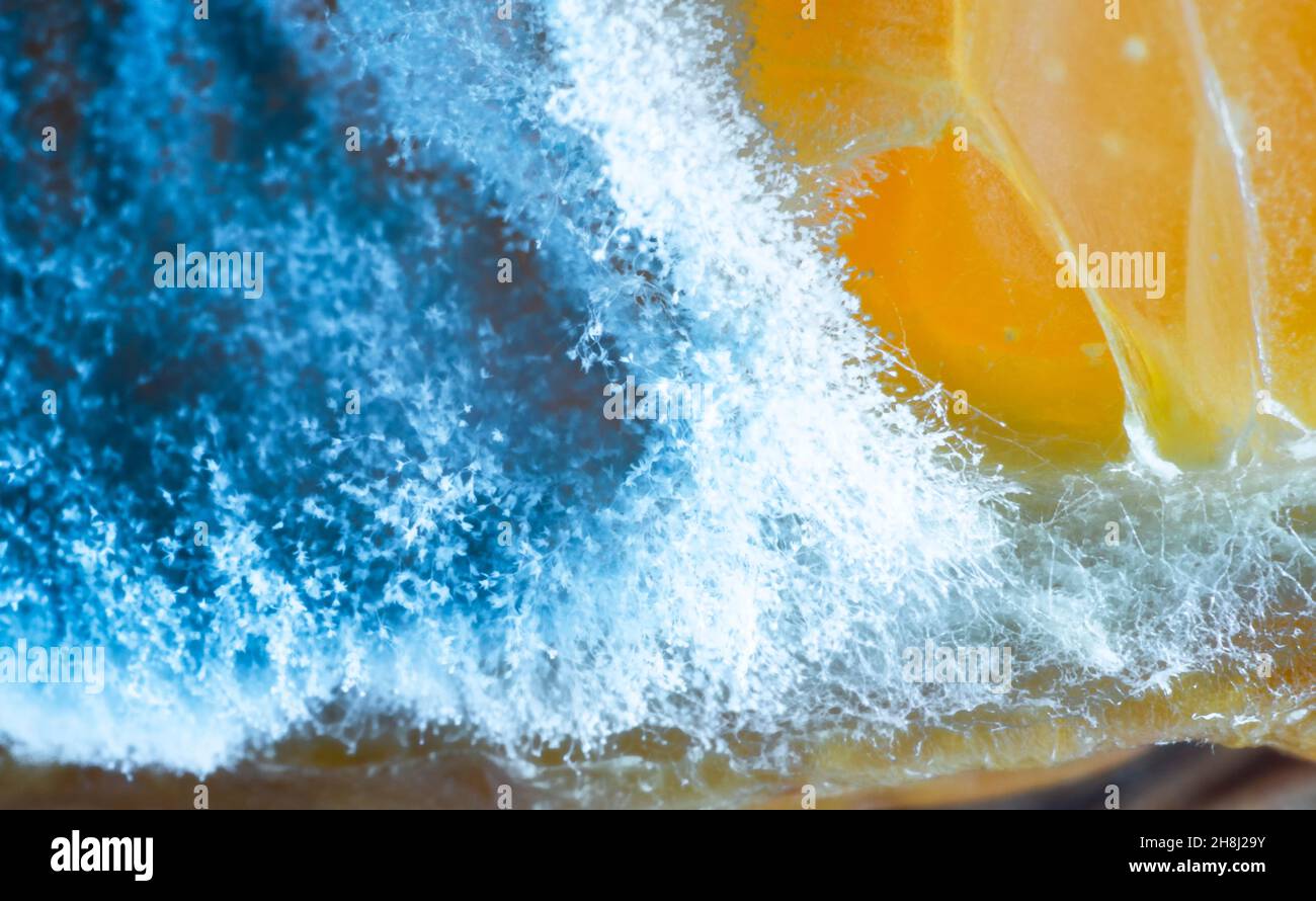 Blau und weiß schöner Schimmel auf einer Scheibe Zitrone, ascomycetous Pilze Penicillium Stockfoto