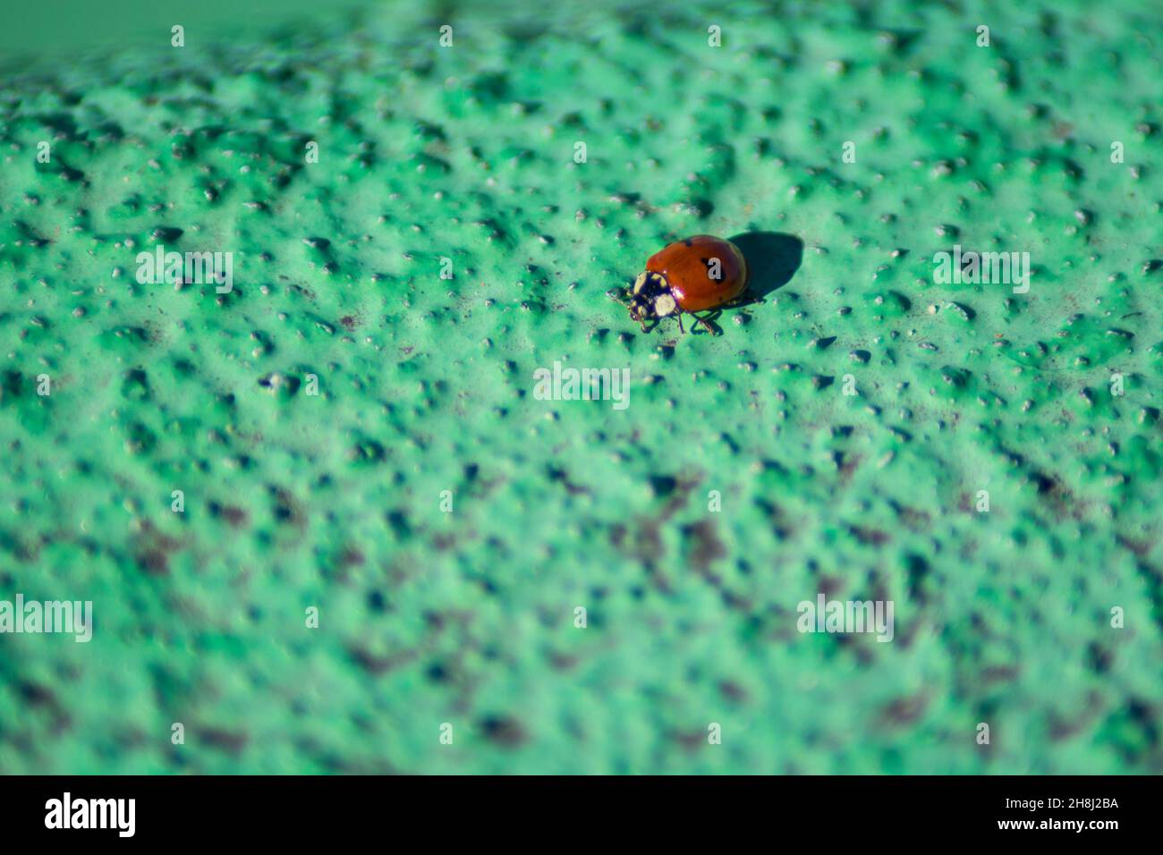 Rote und schwarze Marienkäfer, die alleine auf einem grünen Boden spazieren, schaffen einen Farbkontrast Stockfoto