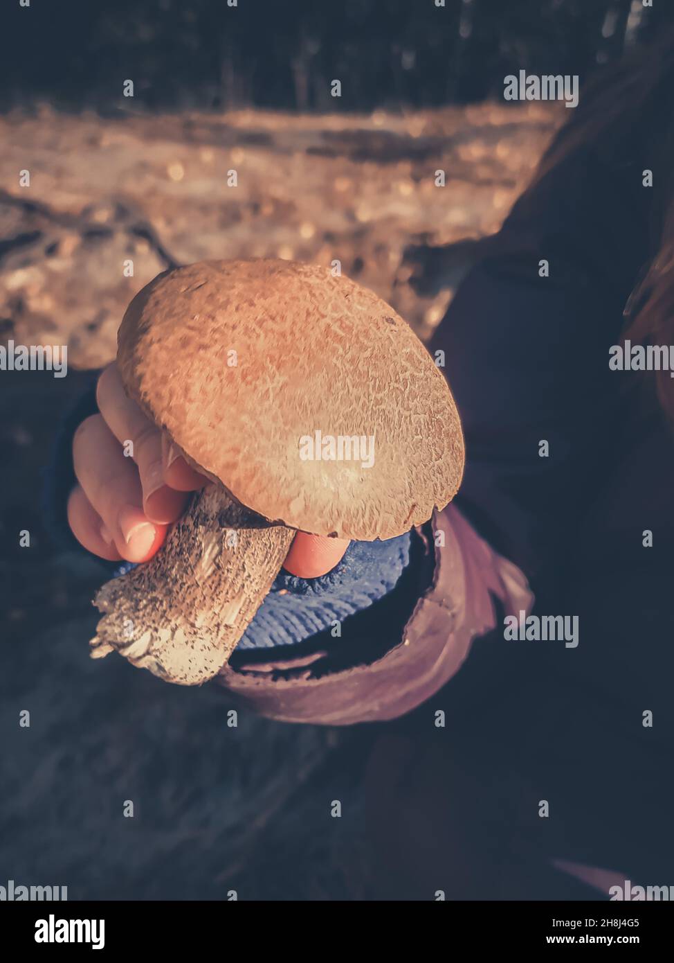 Frisch geschnittener Steinpilz in der Hand des Mädchens aus der Nähe Stockfoto