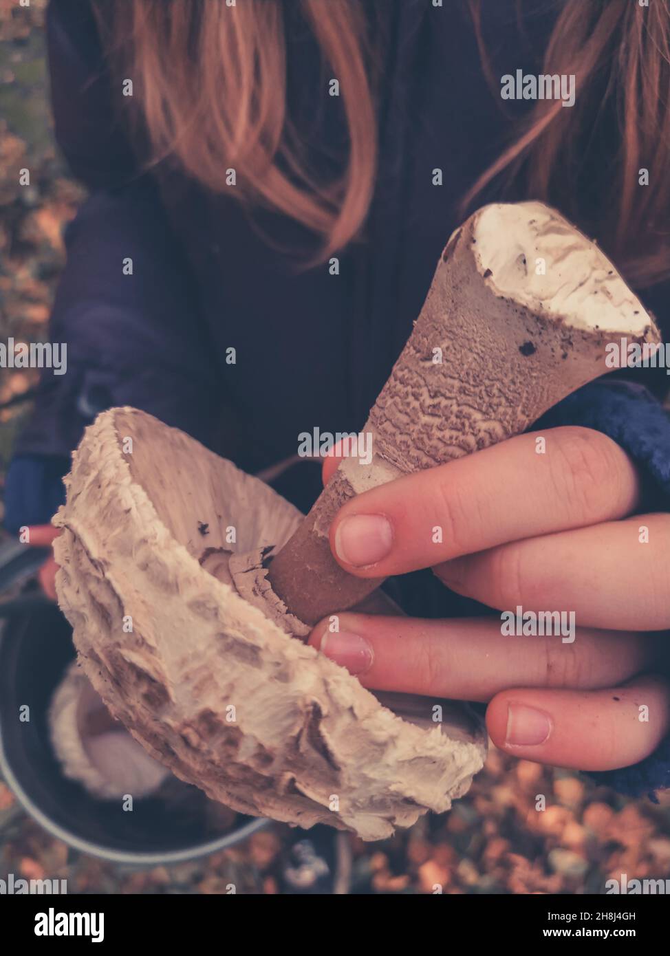 Frisch geschnittener Pilzschirm in Nahaufnahme der Hand des Mädchens Stockfoto