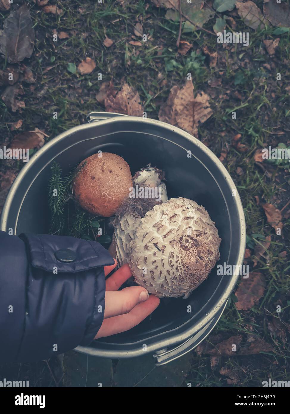 Die Hand berührt frisch gepflückte Pilze in einem Eimer Stockfoto