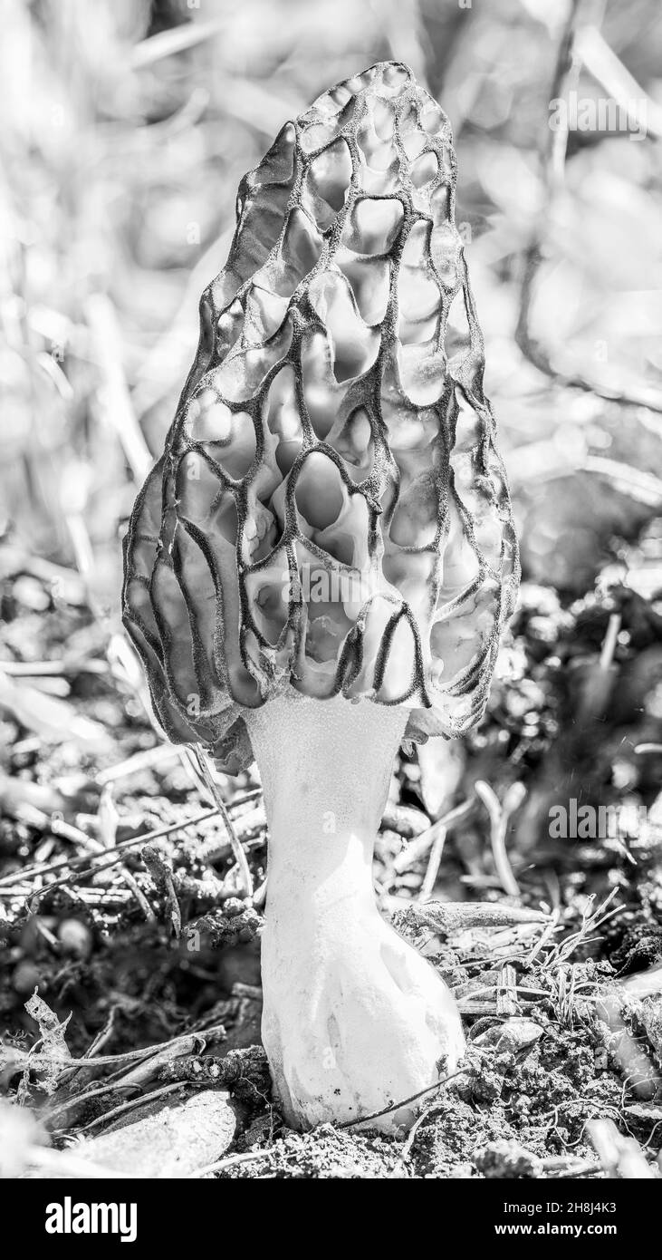 Morelpilz in der Frühlingssonne im Wald, hochauflösendes Makro, Schwarz-Weiß-Foto Stockfoto