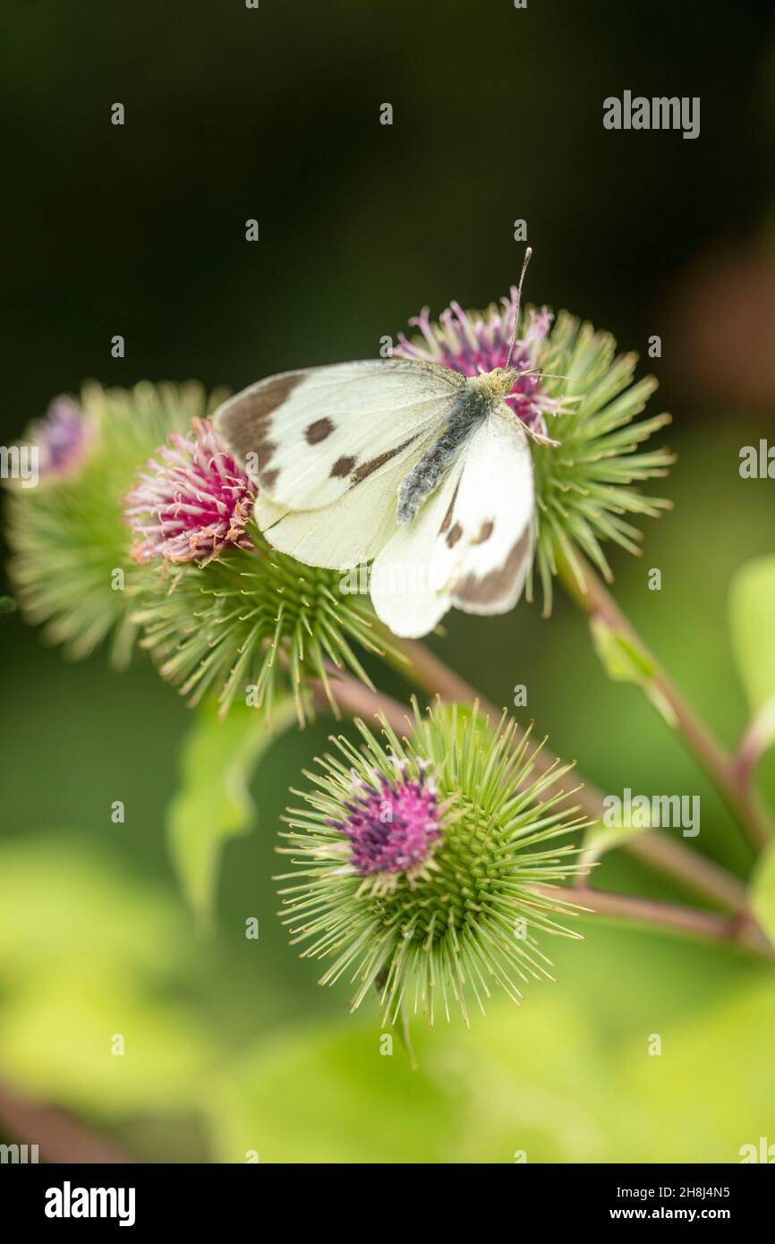 Kohlweißer Schmetterling auf gewöhnlichem/Holz-Burdock. Natürliche Nahaufnahme von Umweltporträts Stockfoto