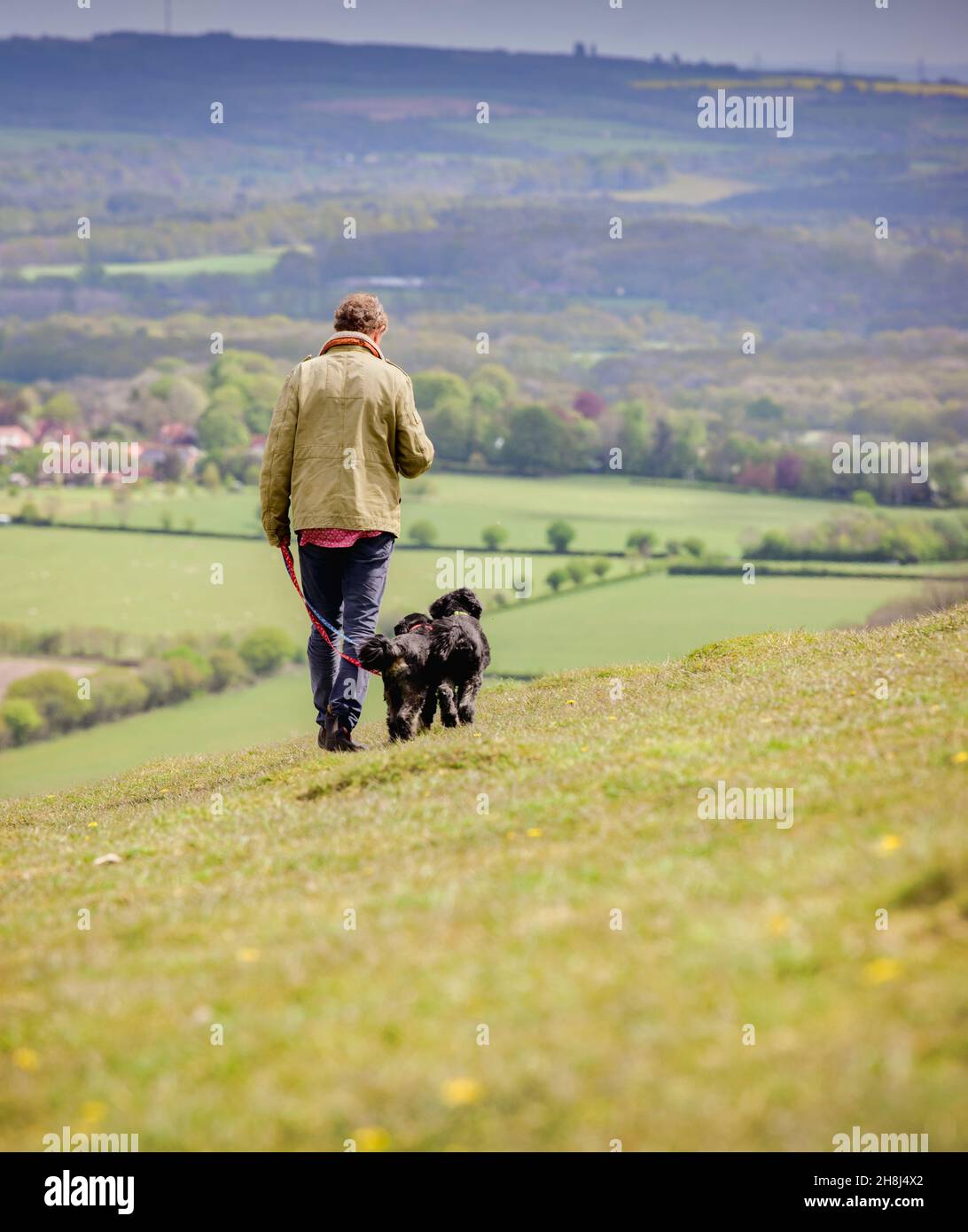 Der Schauspieler Hugh Bonneville läuft mit seinen Hunden auf den South Downs in der Nähe von Chichester, West Sussex, Großbritannien. Nur Zur Verwendung Bei Editioral. Stockfoto