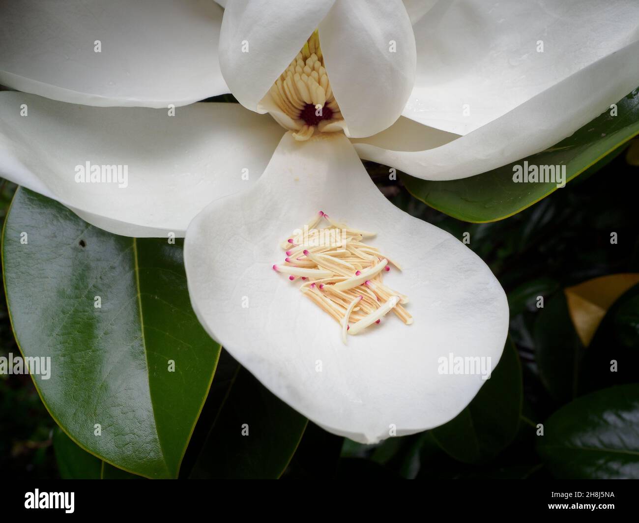 Weiße Magnolienblüte des Südens Stockfoto