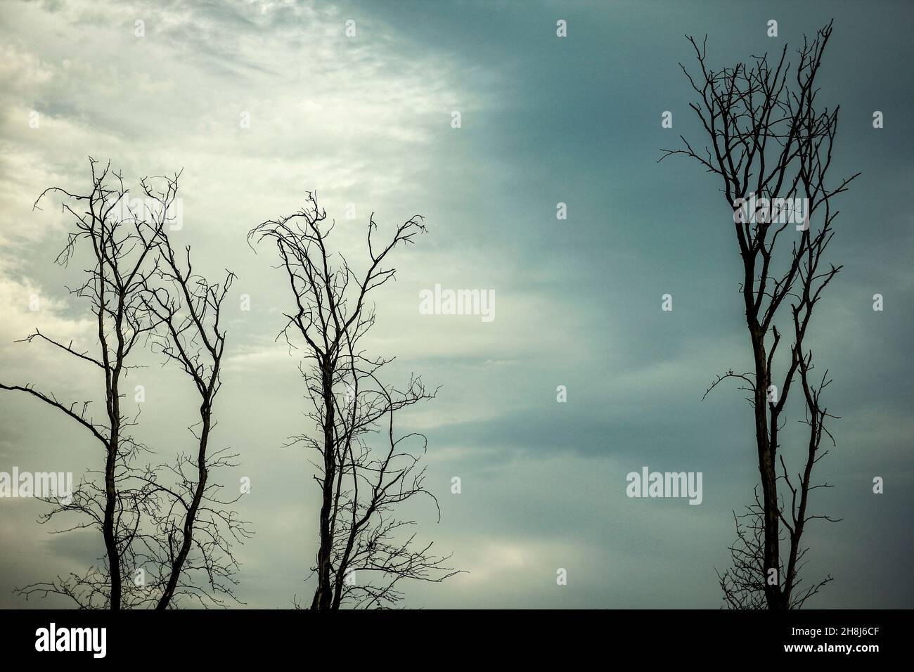 Nackte Baumsilhouette gegen den Himmel. Blattloser Baum. Stockfoto