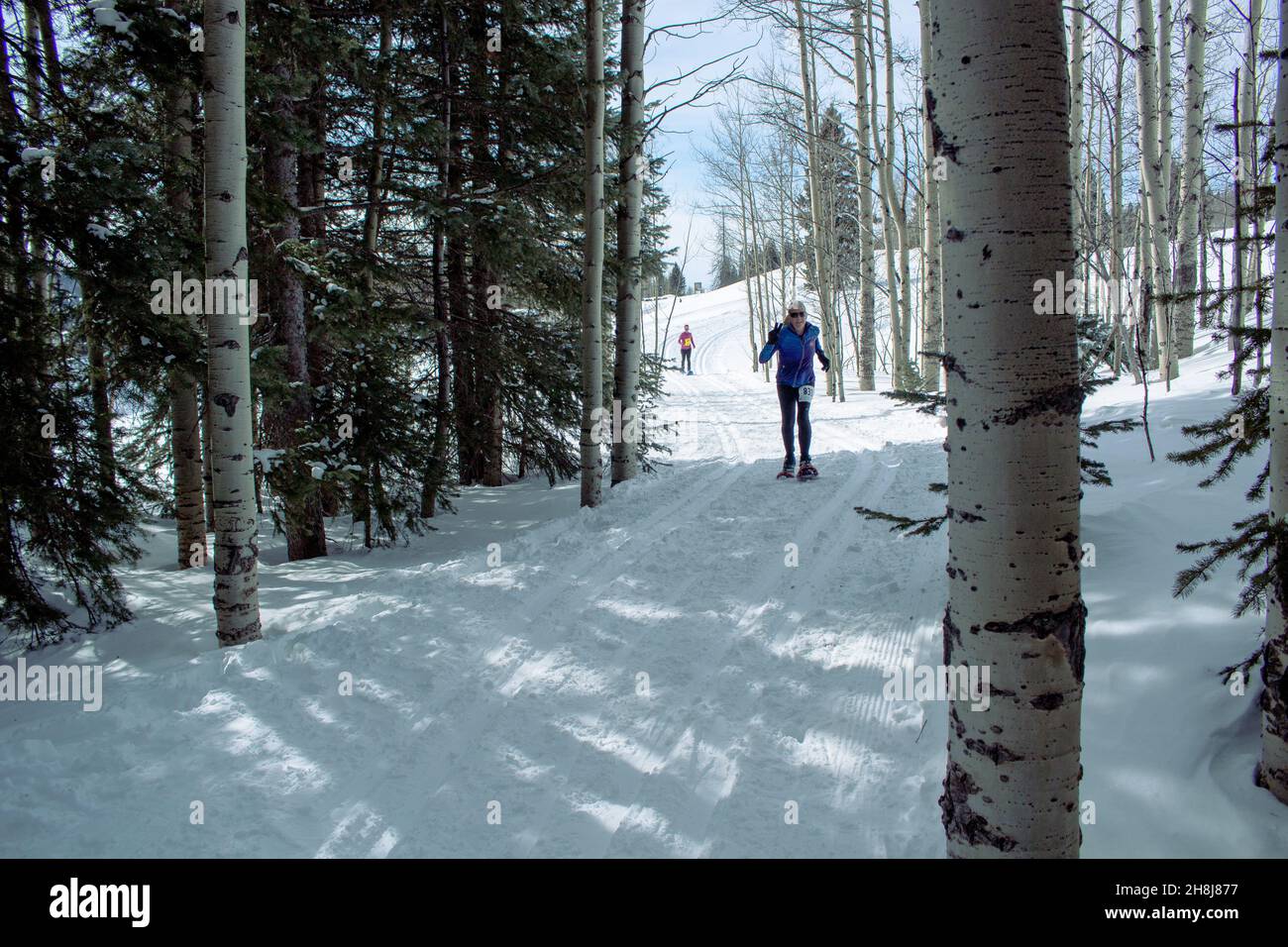 Im Chama Chile Ski Classic fährt eine Frau Schneeschuhe auf einem gepackten Trail durch einen Espenhain. Stockfoto