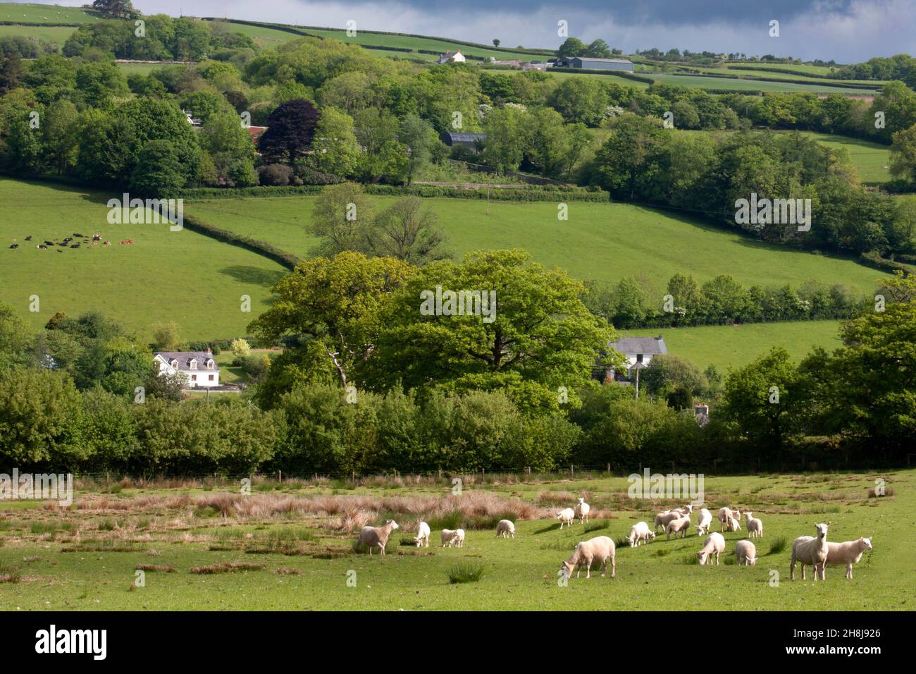 Blick Richtung Trepp mit Schafweiden, Carmarthenshire, South Wales Stockfoto