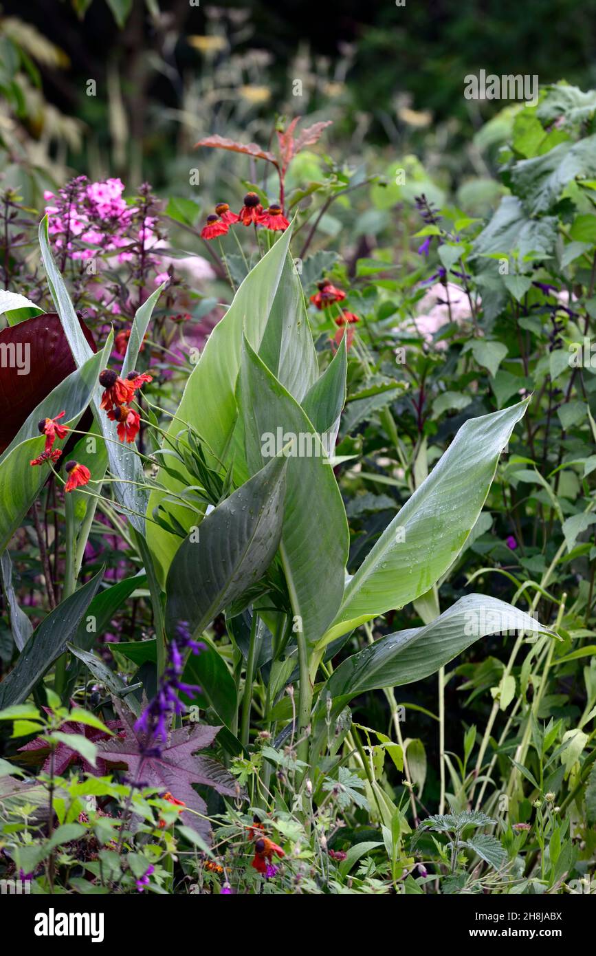 canna taney, glasige Blätter, grüne Blätter, grünes Laub, orangefarbenes helenium, Helenien, Ricinuslaub, gemischtes Pflanzschema, Kombination, exotisch, tropisches pla Stockfoto