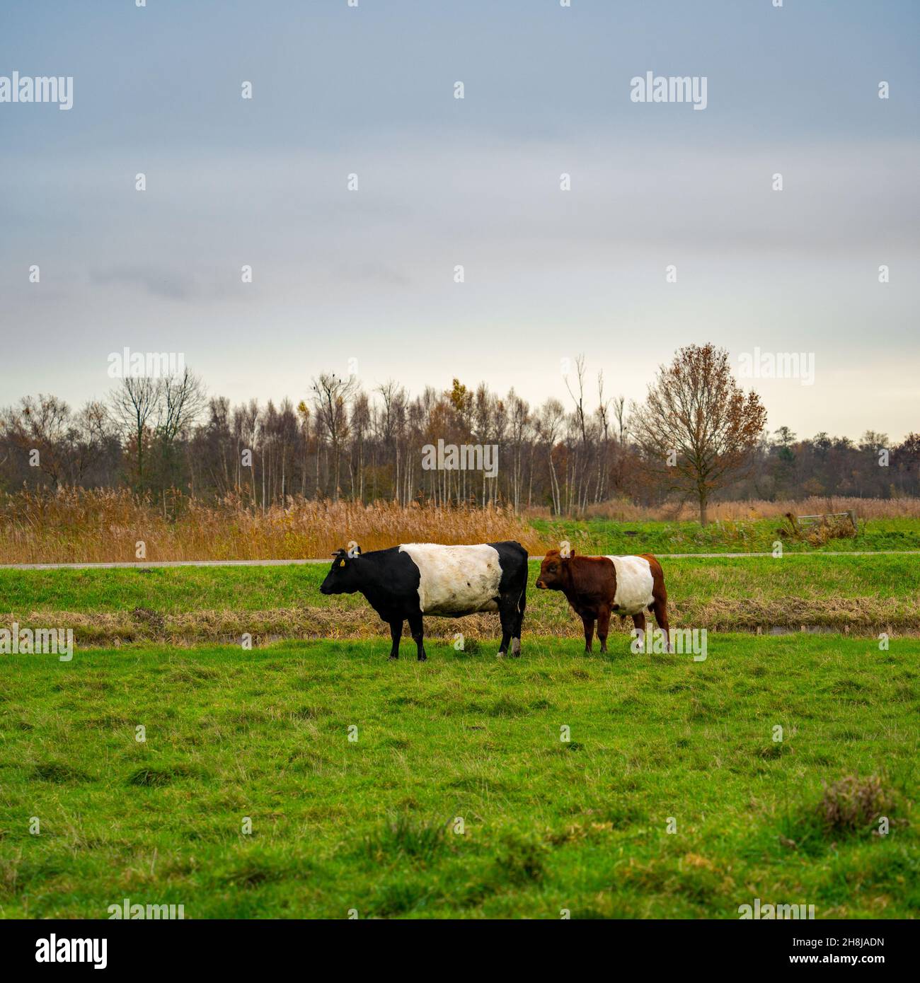 Lakenvelder Kuh mit Stierkalb Stockfoto