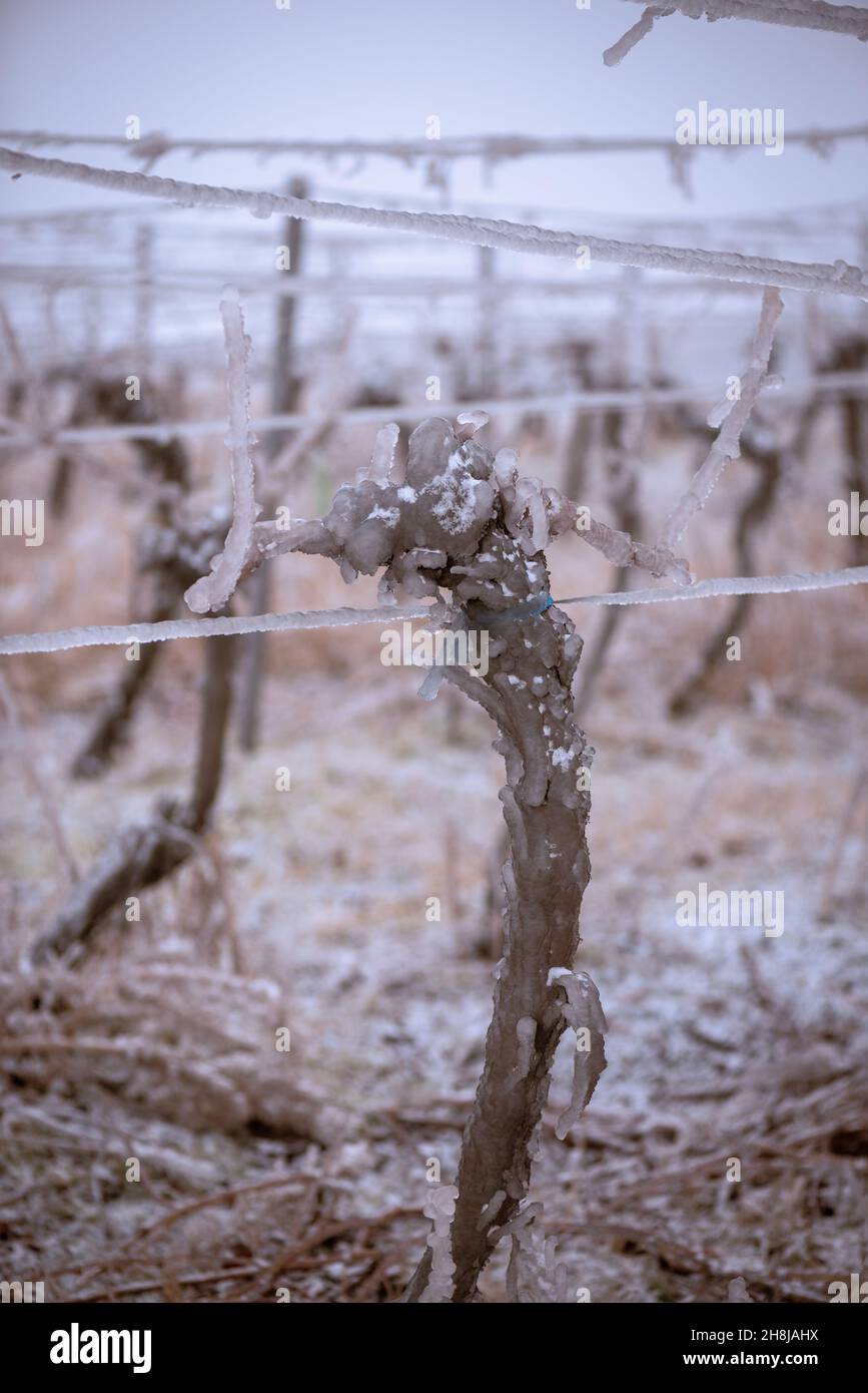 Gefrorener Weinberg im nebligen Winter. Weinberg bedeckt mit gefrorenem Regen. Weinberge mit gefrorenem Regen bedeckt. Weiße Winterlandschaft in den Weinbergen von aus Stockfoto