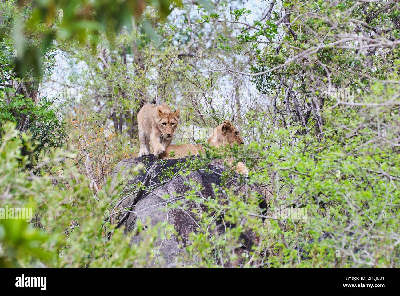 Afrikanische Löwenjungen spielen auf einem Baumstamm in einem Flussbett Stockfoto