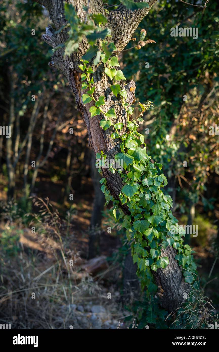 Baum aus dem Wald von Katalonien Stockfoto