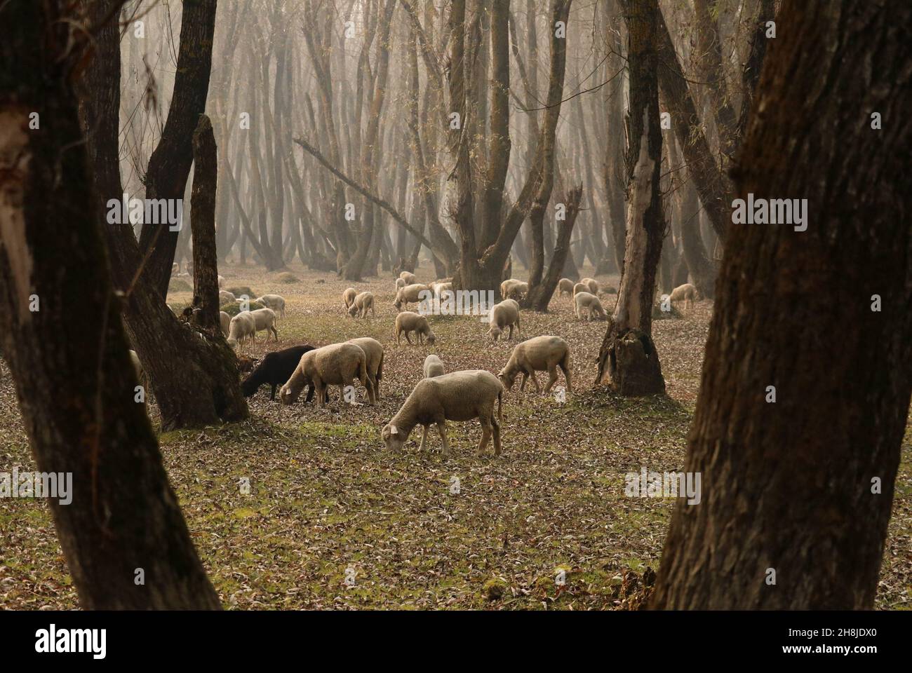Kaschmir, Indien. 30th. November 2021. Schafe weiden an einem nebligen Morgen in den Außenbezirken von Srinagar. Die Vorbereitungen für den Winter sind im gesamten Kaschmir-Tal im vollen Gange, wenn die Herbstfarben ihren Höhepunkt erreichen, die Bäume ihre Farben ändern und die Tage kürzer werden, was die Annäherung des Winters zeigt. Stockfoto