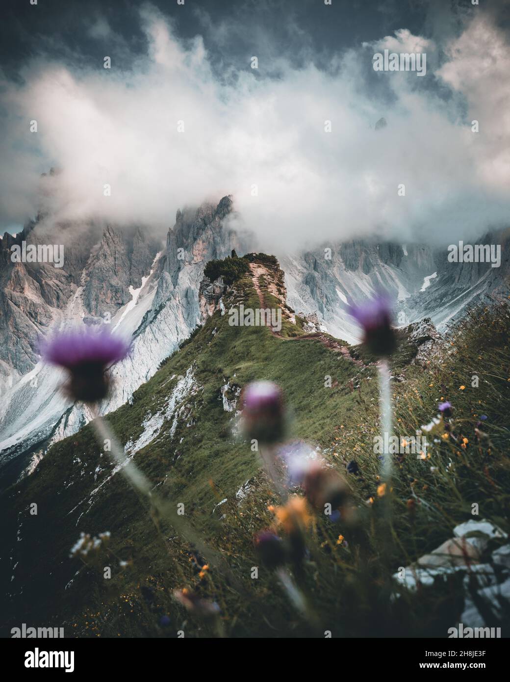 Dolomites Alps Cadini di misurina mit Blumen im Vordergrund Stockfoto