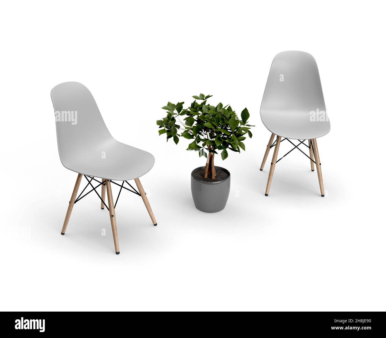 Perspektivische Ansicht der weißen modernen Stühle mit einer immer grünen Topfpflanze, isoliert auf weißem Hintergrund. 3D Darstellung von Möbeln Stockfoto