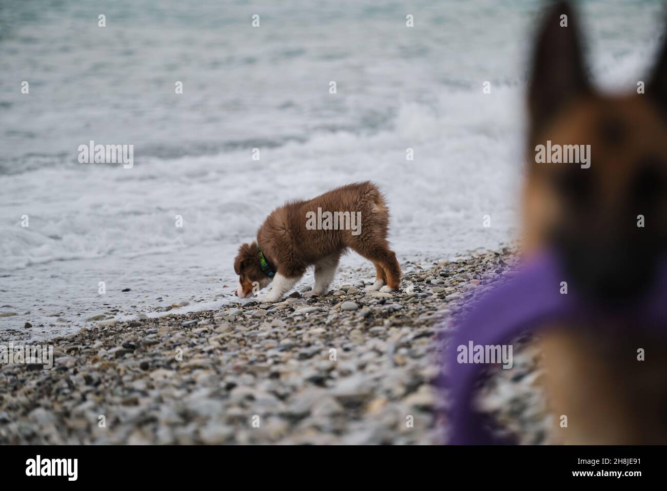 Australian Shepherd Welpen rot tricolor lernt mit Meer schnuppern und studiert Wasser. Schäferhund mit Spielzeug im Mund im Vordergrund in aus f Stockfoto