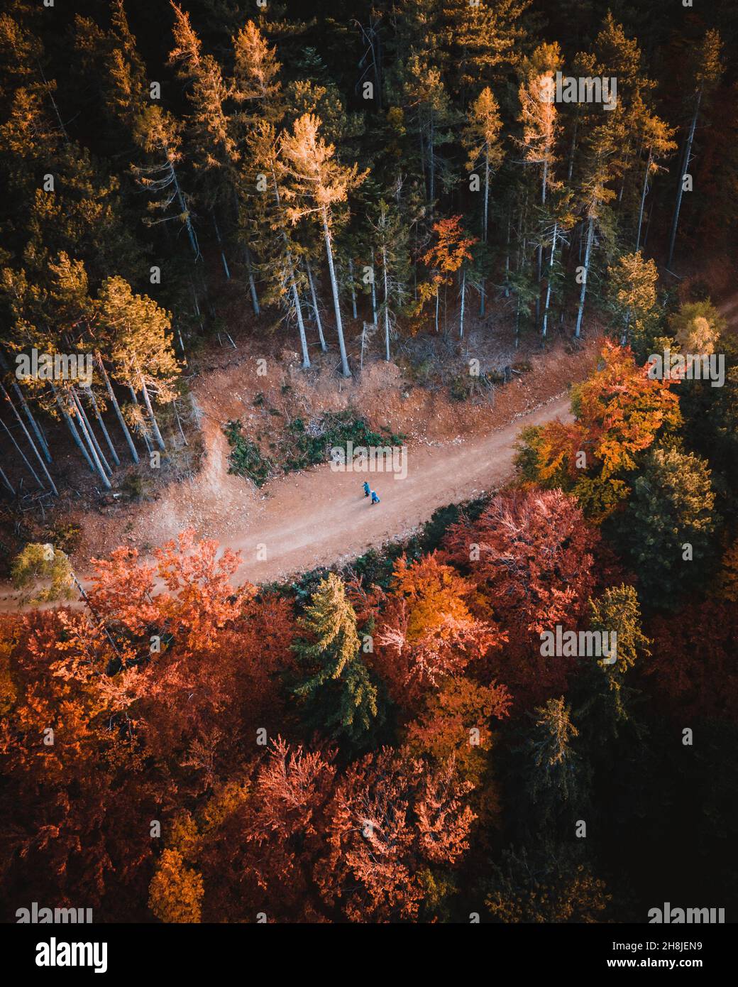 Luftaufnahme des farbenfrohen Waldes im Herbst mit Durchschneidung der Straße Stockfoto