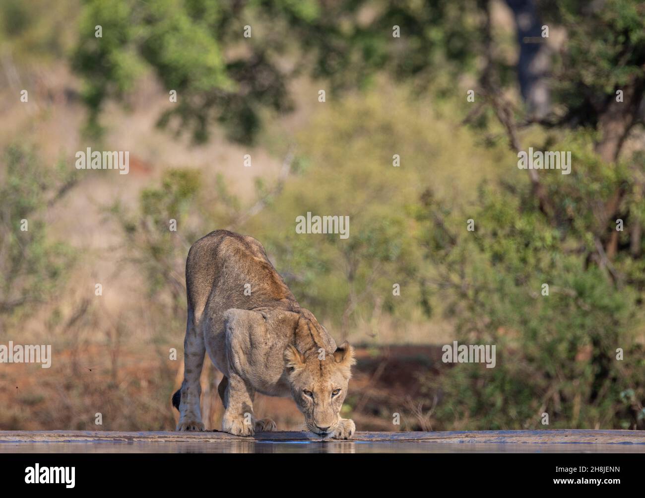 An einem der heißesten Tage des Jahres, dem 2021, trinkt eine Löwin aus einem Wasserloch im Krüger National Park, Südafrika. Stockfoto