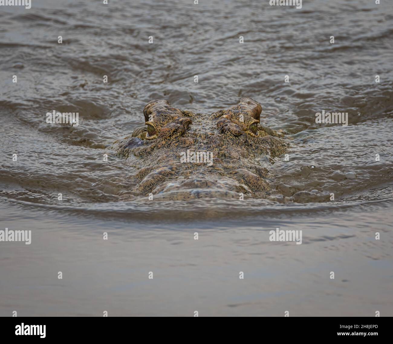 Ein Krokodil wartet geduldig in den turbulanten Gewässern rund um Skukuza im Krüger Nationalpark. Stockfoto