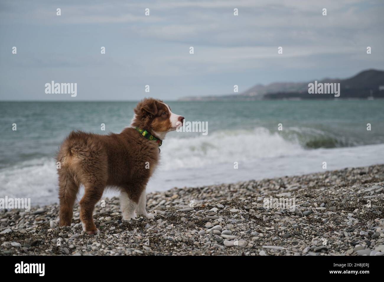 Der kleine braune Welpe Aussie steht an der Küste und studiert Natur und Welt. Sozialisierung des Welpen draußen. Australian Shepherd ist rot tricolor Stockfoto