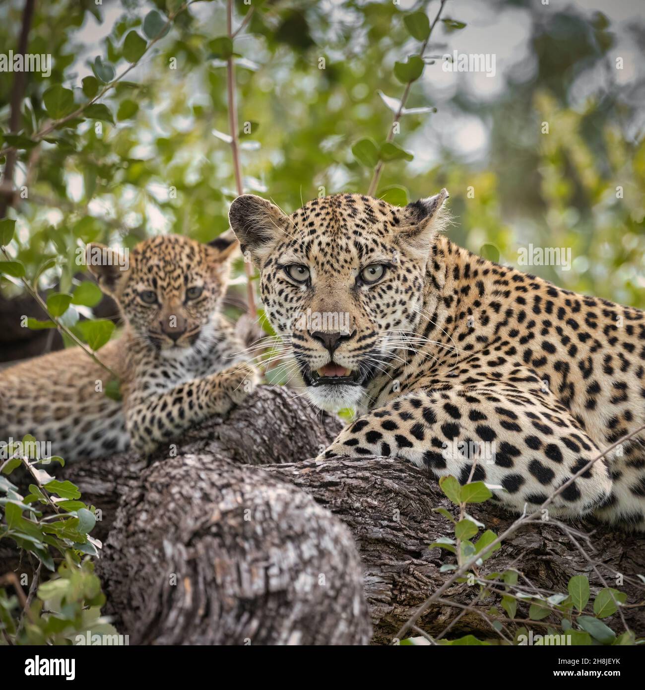 Weibliche Leoparden und Junge ruhen auf dem Ast eines Baumes, weg von anderen Raubtieren im Sabi Sands Reservat, Südafrika Stockfoto