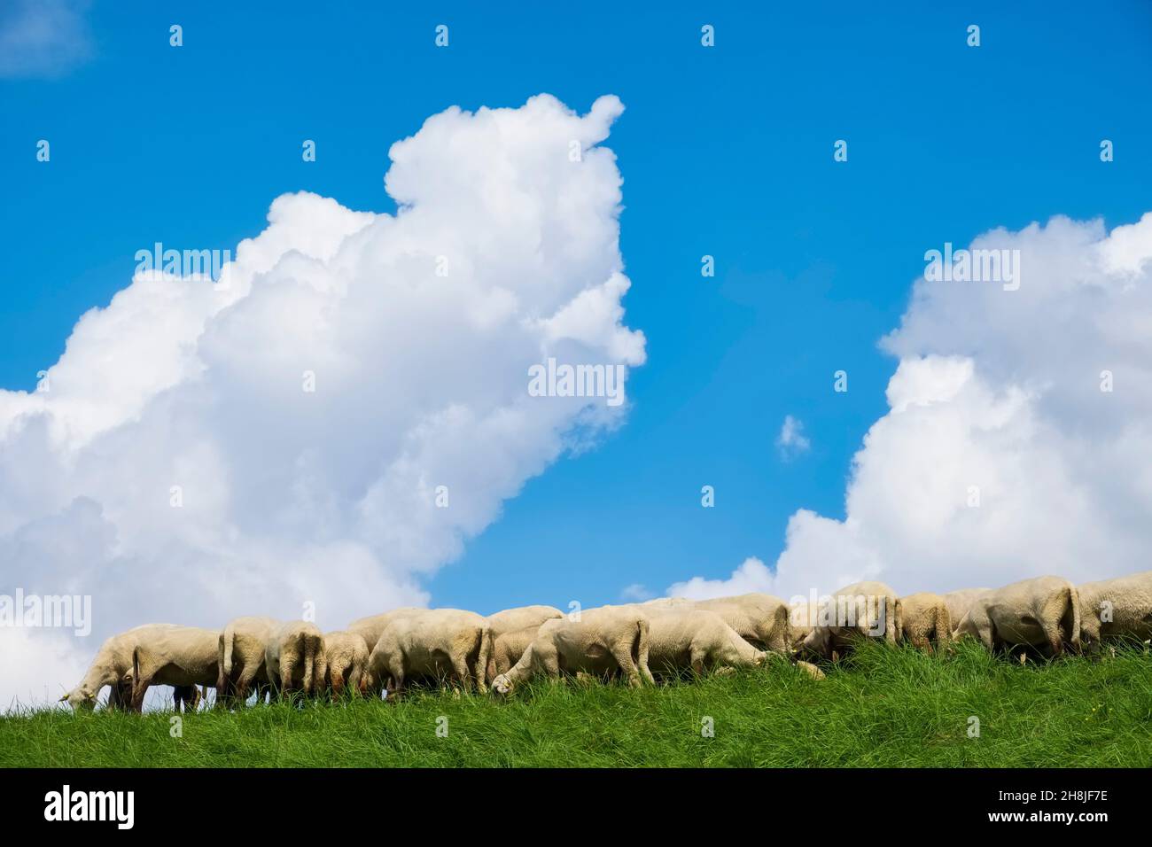 Schafe am Deich bei Drochtersen, Niedersachsen, Deutschland Stockfoto
