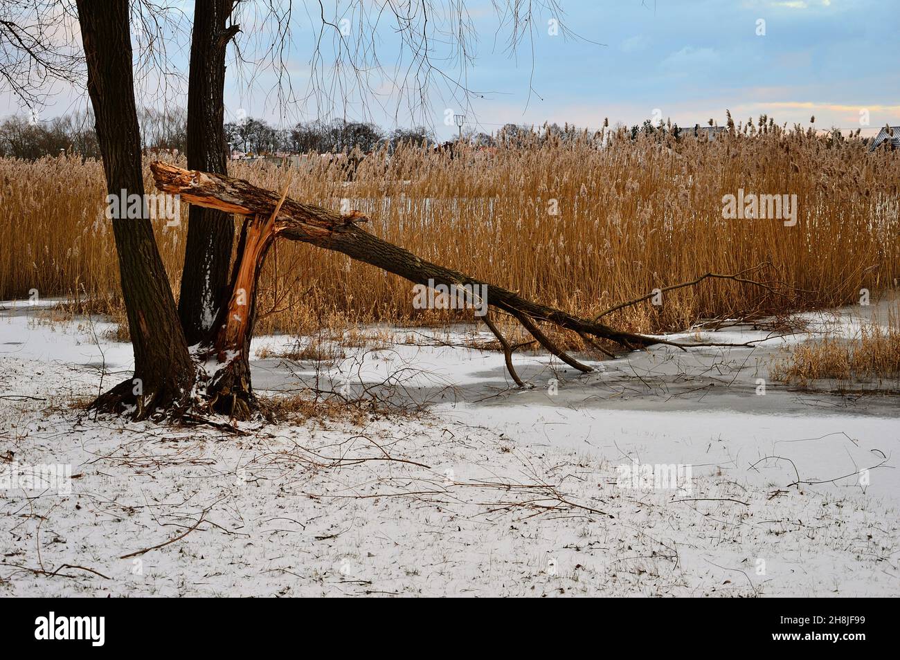 Gebrochener Baum am See vor dem Hintergrund von trockenem Schilf an einem sonnigen Wintertag. Tag. Stockfoto