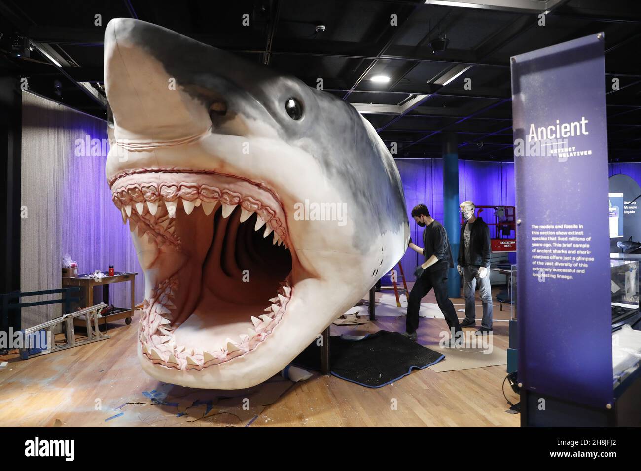 New York, Usa. 30th. November 2021. Arbeiter der American Museum of Natural History Exhibition basteln und montieren ein massives, 27 Meter langes, 10 Meter hohes Modell des alten Hai-Megalodons als Teil der neuen Ausstellung Sharks, die am 15. Dezember in New York City am Dienstag, den 30. November 2021, im American Museum of Natural History eröffnet wird. Foto von John Angelillo/UPI Credit: UPI/Alamy Live News Stockfoto