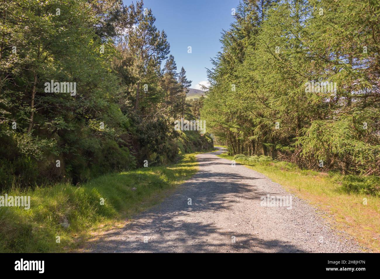 Verlassene Waldwaldroute im Glendalough National Park, County Wicklow, Irland. Stockfoto