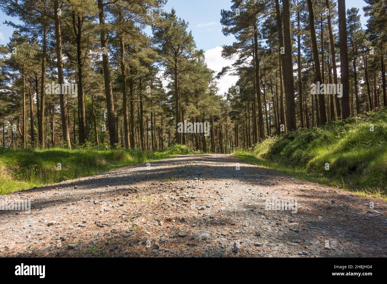 Verlassene Waldwaldroute im Glendalough National Park, County Wicklow, Irland. Stockfoto