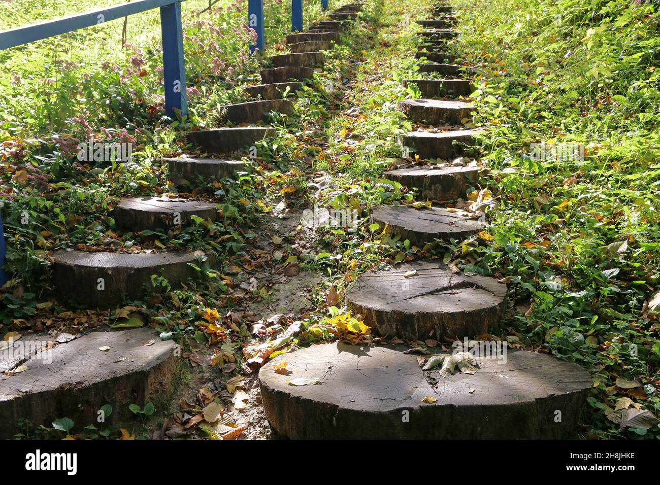 Waldweg aus Baumstümpfen Stockfoto