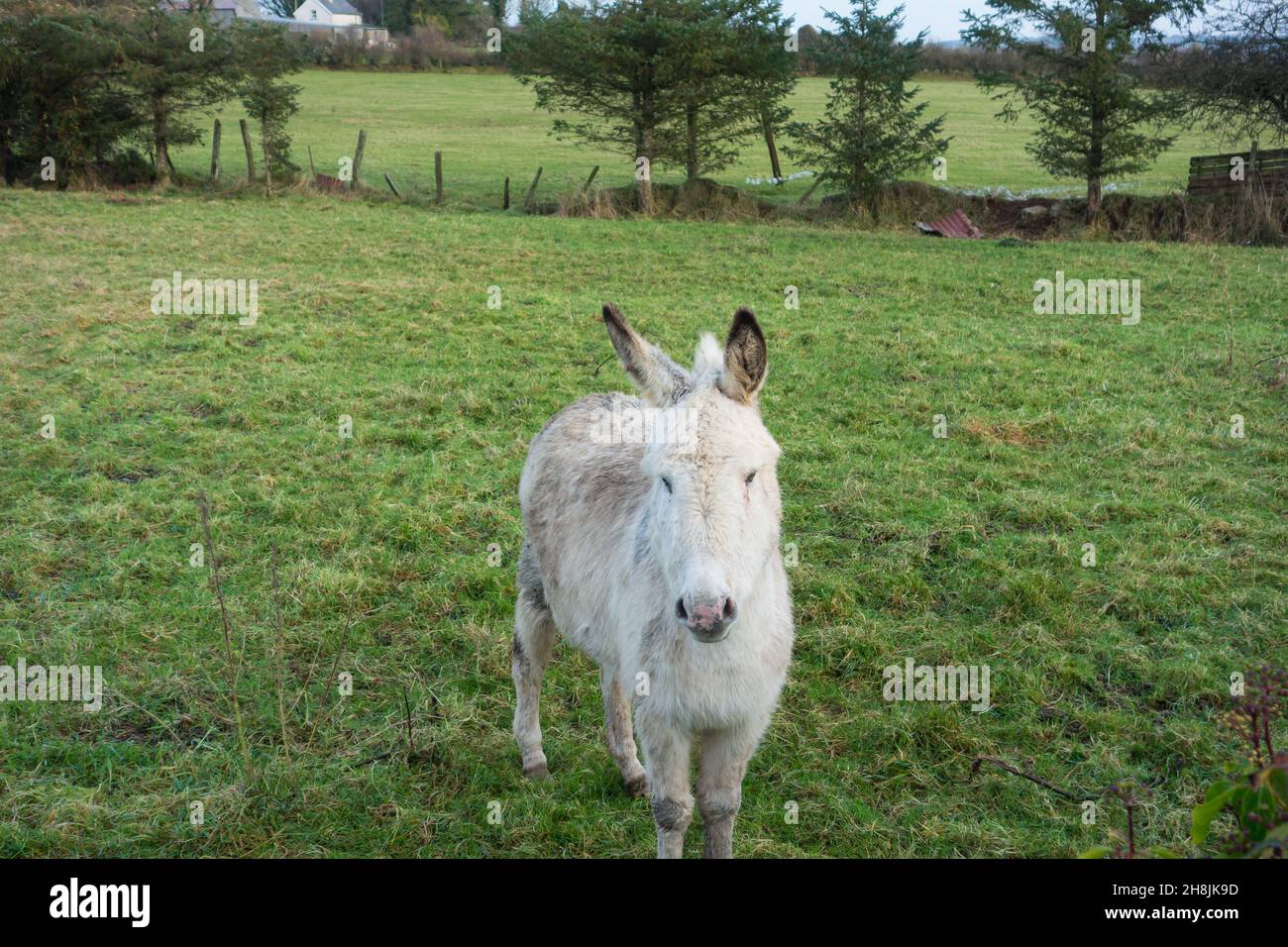 Junges Eselfohlen auf einem Bauernhof in der Grafschaft Roscommon im Westen Irlands. Stockfoto