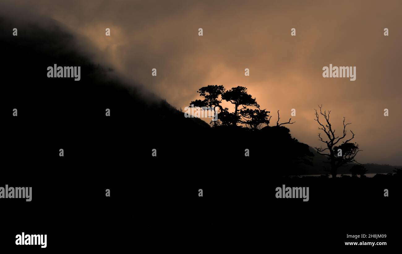 Gruselige Szene mit Bäumen in Silhouette auf einem nebligen Hügel bei Sonnenuntergang im Killarney National Park, County Kerry, Irland. Stockfoto