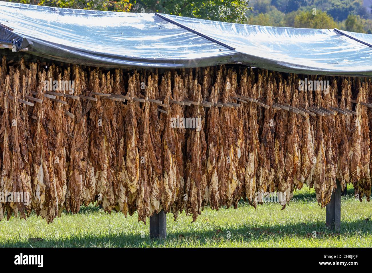 Trockengestelle für den Außenbereich mit Tabacco-Blättern, die im Nordosten von Tennessee, USA, zum Trocknen anstehen. Stockfoto