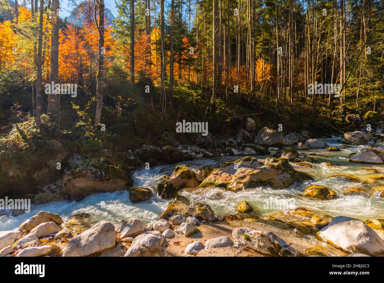 Zauberwald oder Zauberwald mit der Ramsauer Ache bei Hintersee in Herbstfarben, Ramsau, Oberbayern, Süddeutschland Stockfoto