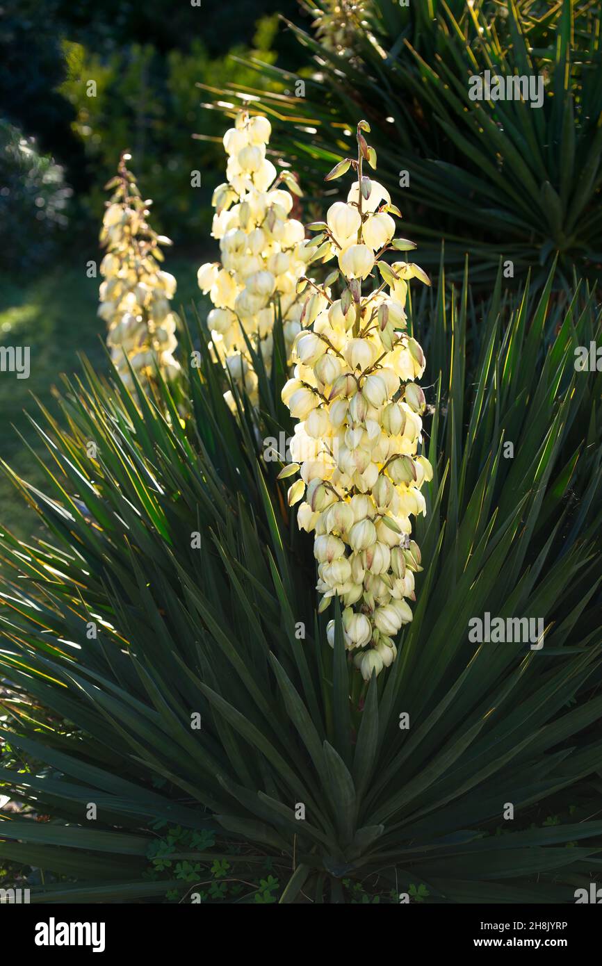 Drei Yucca-Blüten blühen an einem sonnigen Tag Stockfoto