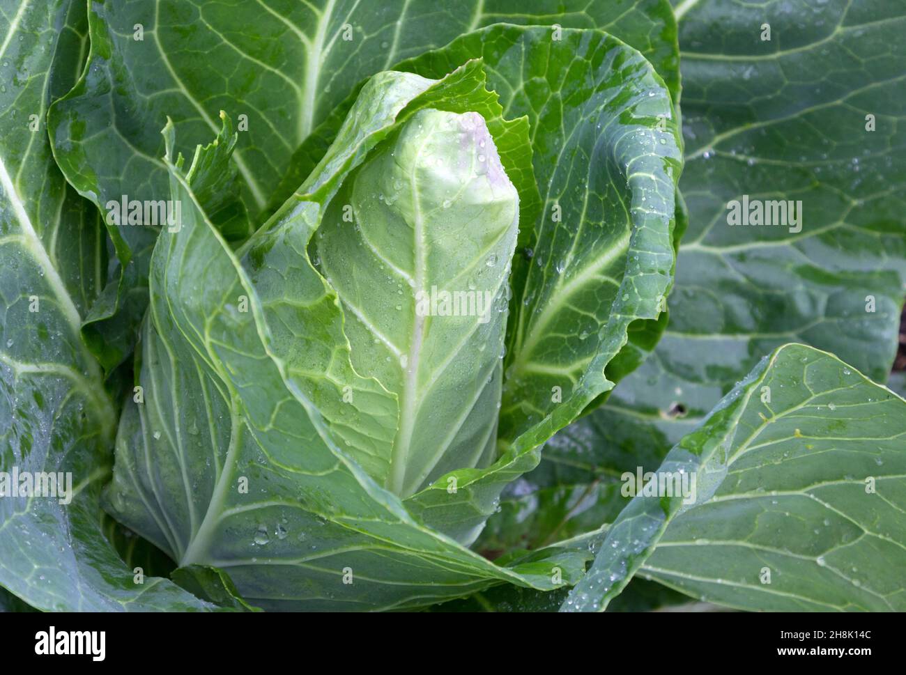 Kohl-Anlage Stockfoto