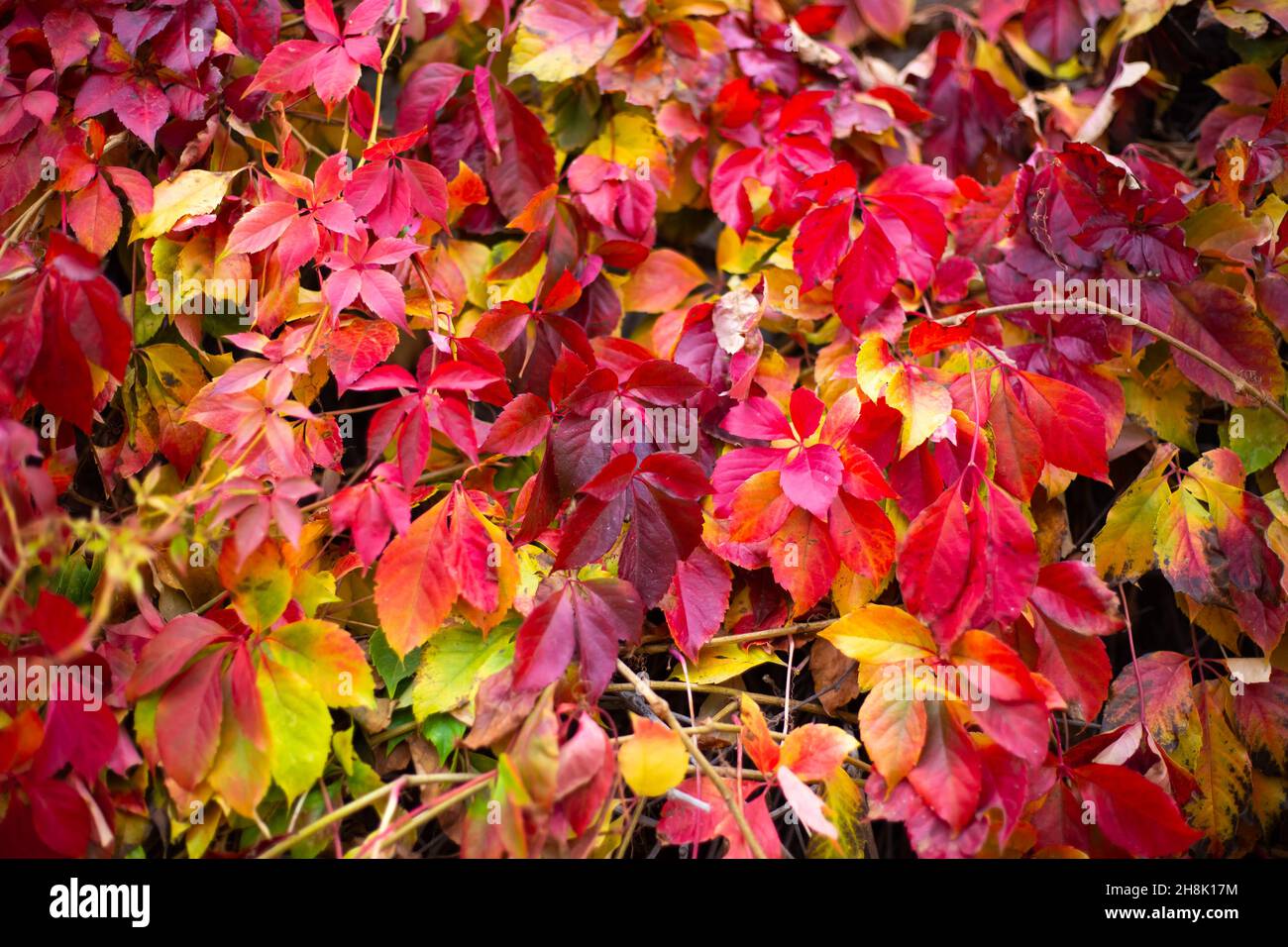 Die Wand ist mit gelockten, Mädchentrauben umflochten. Dekorative leuchtend rote Pflanze im Herbst. Stockfoto