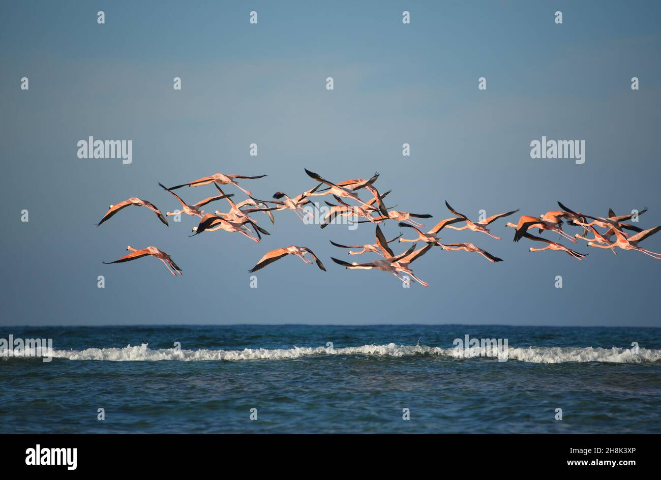 Eine große Gruppe von wunderschön bunten, wilden Flamingos im Flug über den Ozean direkt vor der Küste der abgelegenen Mayaguana-Insel auf den Bahamas. Stockfoto