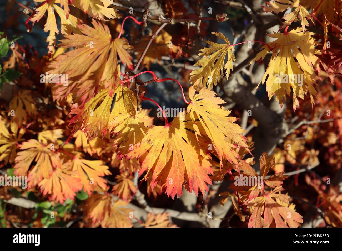 Acer japonicum ‘Aconitifolium’ Vollmond-Ahorn – abgerundete, tief gelappte orange und rote Blätter, November, England, Großbritannien Stockfoto