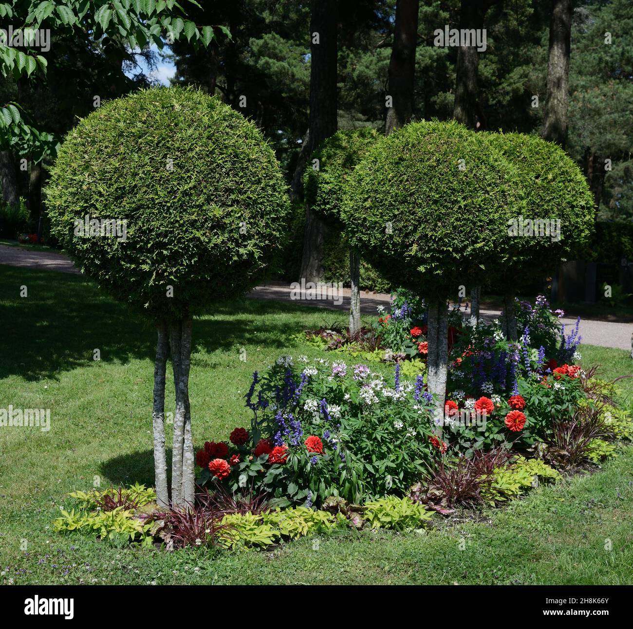 Kugelförmige Thuja-Bäume und Blumen in einem traditionellen Garten Stockfoto