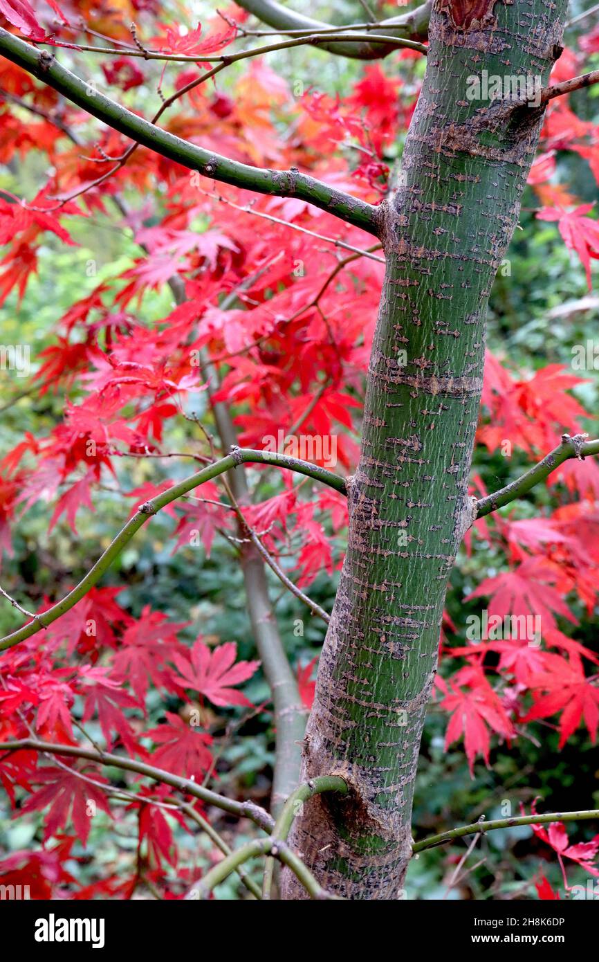 Acer palmatum ‘Bloodgood’ Bloodgood japanischer Ahorn – leuchtend rote Blätter und grüne Rinde mit schwarzen Umrissmarkierungen, November, England, Großbritannien Stockfoto