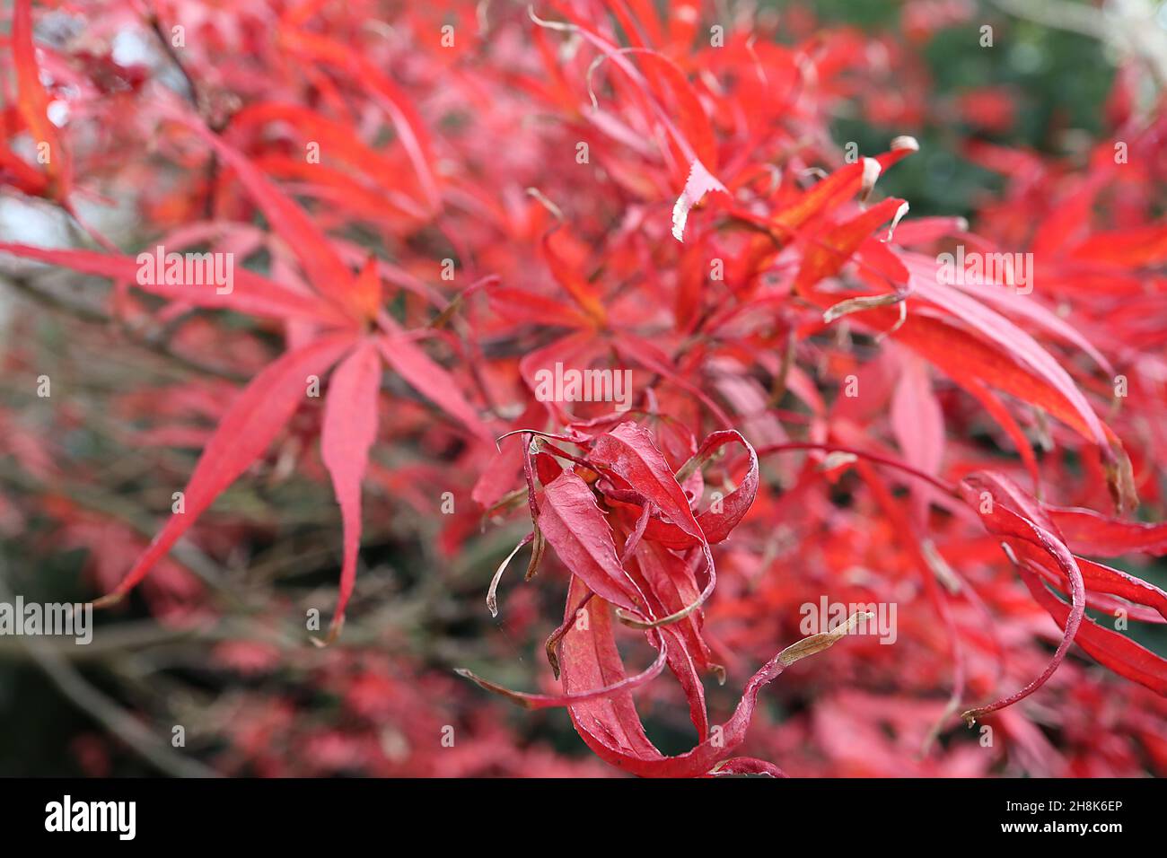 Acer palmatum ‘Bloodgood’ Bloodgood japanischer Ahorn – leuchtend rote Blätter und grüne Rinde mit schwarzen Umrissmarkierungen, November, England, Großbritannien Stockfoto