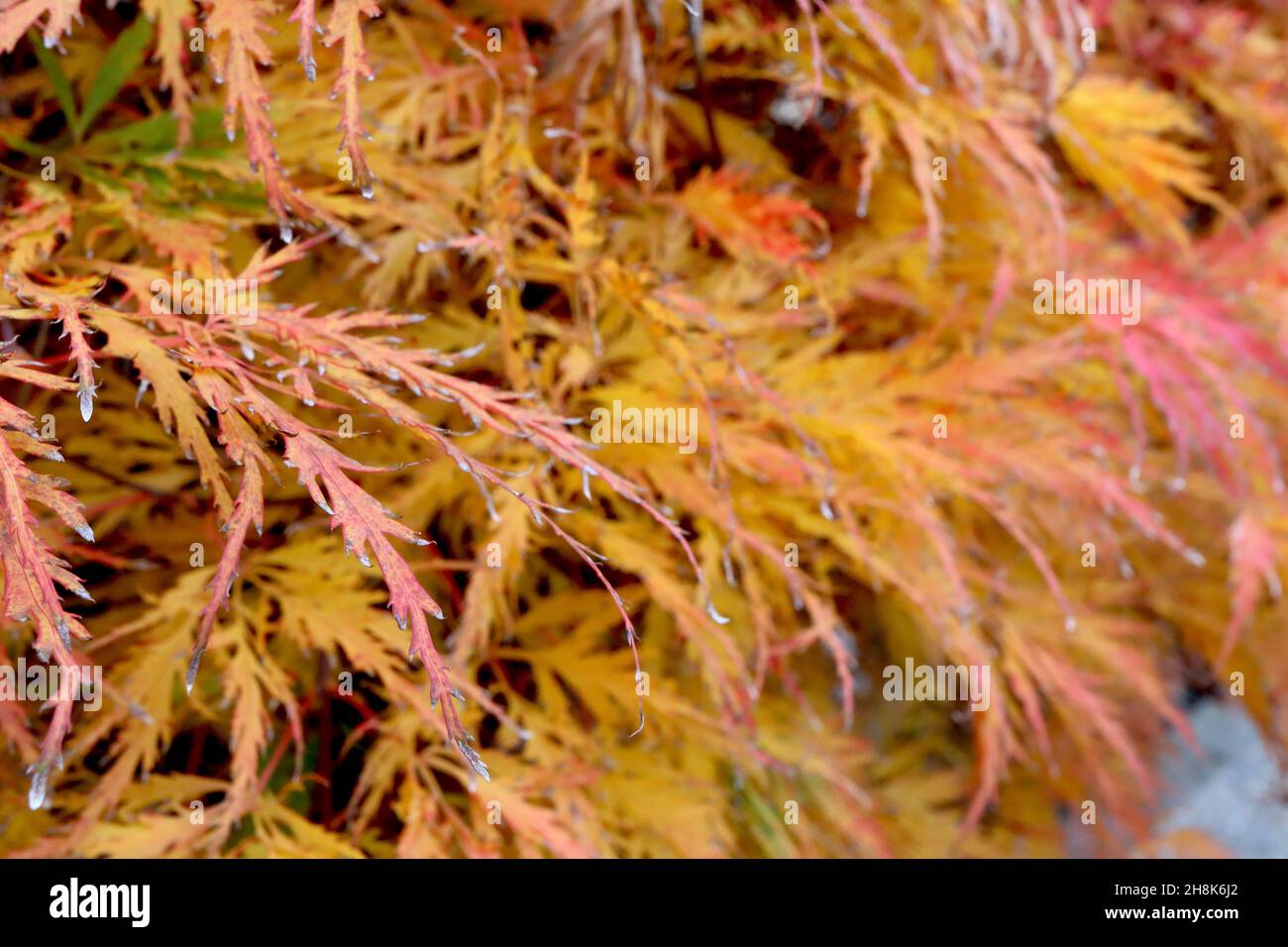 Acer palmatum dissectum ‘Viridis’ japanischer Cutleaf-Ahorn Viridis – fein zerschnittete orange-gelbe Blätter, November, England, Großbritannien Stockfoto