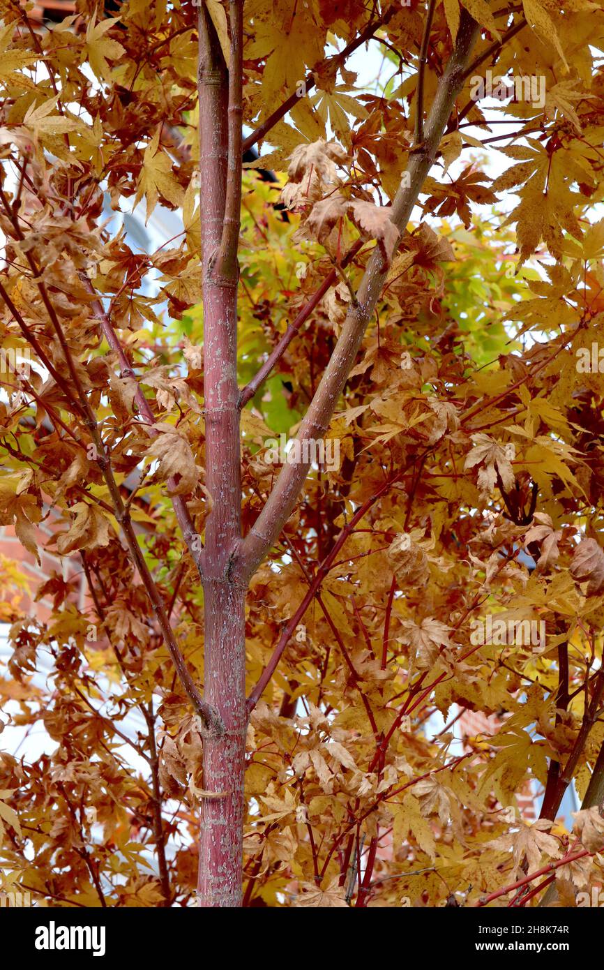 Acer palmatum ‘Sango Kaku’ Corallinde Ahorn – fünflappige gelbe Blätter mit roten Adern, korallenrote Rinde, November, England, Großbritannien Stockfoto